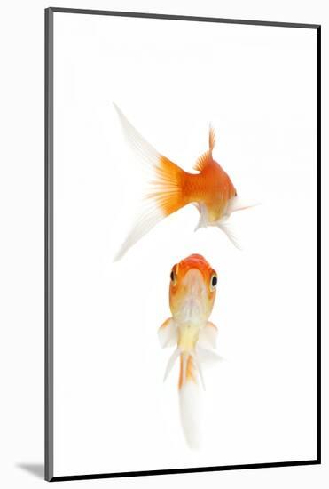 Goldfish Swimming in Water-Herbert Kehrer-Mounted Photographic Print