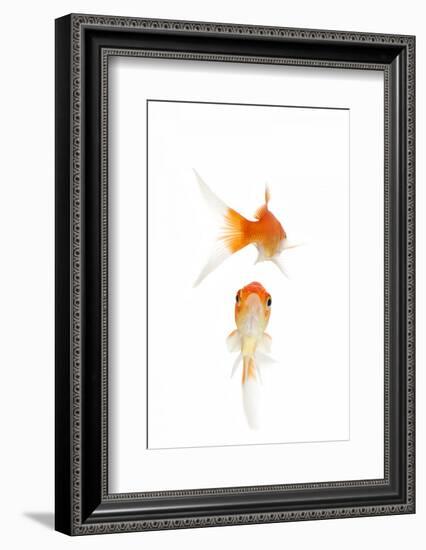 Goldfish Swimming in Water-Herbert Kehrer-Framed Photographic Print