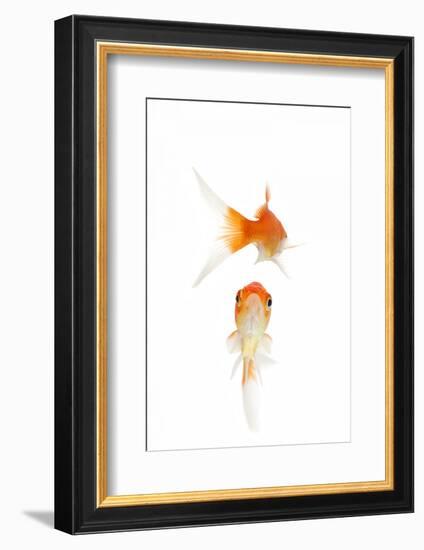 Goldfish Swimming in Water-Herbert Kehrer-Framed Photographic Print