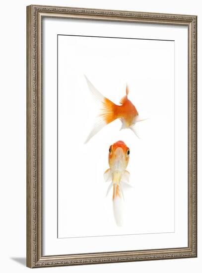 Goldfish Swimming in Water-Herbert Kehrer-Framed Photographic Print