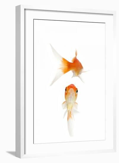 Goldfish Swimming in Water-Herbert Kehrer-Framed Photographic Print