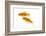 Goldfish Swimming in Water-Herbert Kehrer-Framed Photographic Print