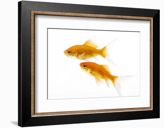 Goldfish Swimming in Water-Herbert Kehrer-Framed Photographic Print