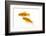 Goldfish Swimming in Water-Herbert Kehrer-Framed Photographic Print