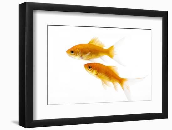 Goldfish Swimming in Water-Herbert Kehrer-Framed Photographic Print