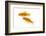 Goldfish Swimming in Water-Herbert Kehrer-Framed Photographic Print