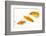 Goldfish Swimming in Water-Herbert Kehrer-Framed Photographic Print