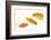 Goldfish Swimming in Water-Herbert Kehrer-Framed Photographic Print