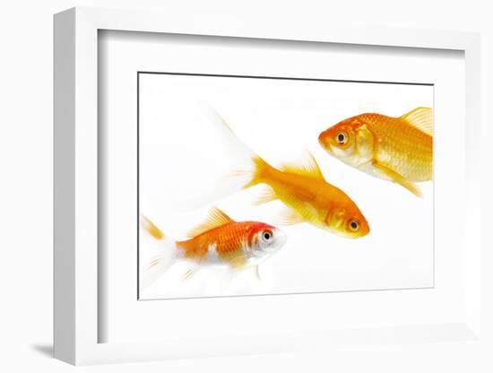 Goldfish Swimming in Water-Herbert Kehrer-Framed Photographic Print