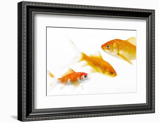 Goldfish Swimming in Water-Herbert Kehrer-Framed Photographic Print