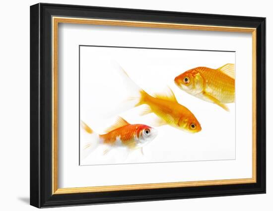 Goldfish Swimming in Water-Herbert Kehrer-Framed Photographic Print