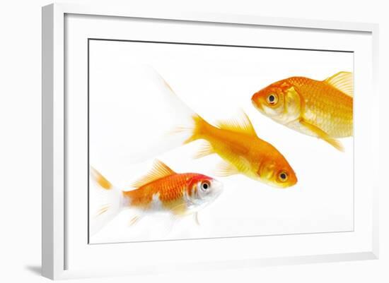 Goldfish Swimming in Water-Herbert Kehrer-Framed Photographic Print