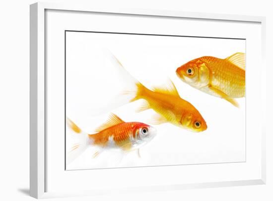 Goldfish Swimming in Water-Herbert Kehrer-Framed Photographic Print