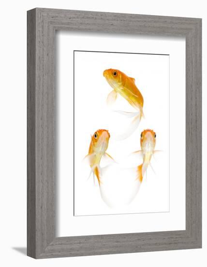 Goldfish Swimming in Water-Herbert Kehrer-Framed Photographic Print