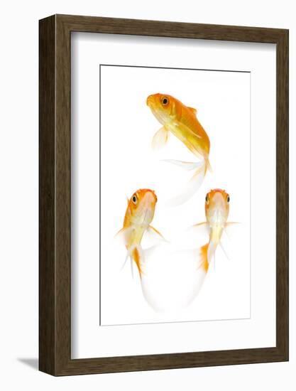 Goldfish Swimming in Water-Herbert Kehrer-Framed Photographic Print