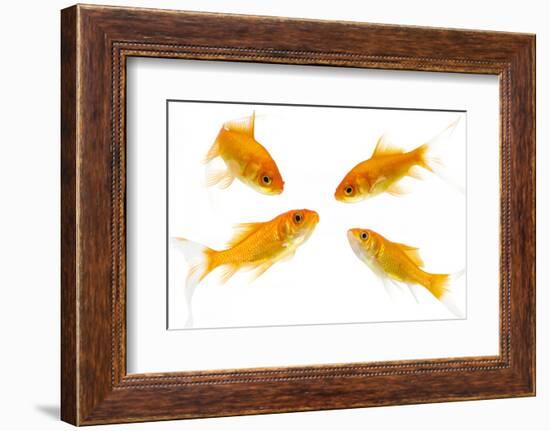 Goldfish Swimming in Water-Herbert Kehrer-Framed Photographic Print