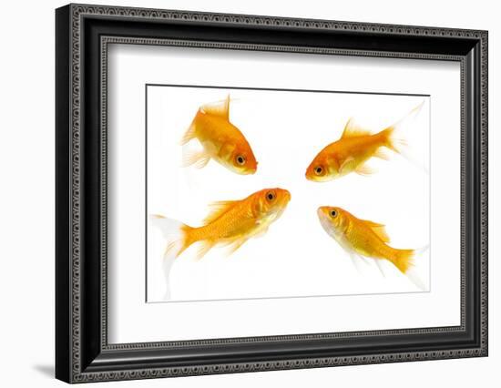 Goldfish Swimming in Water-Herbert Kehrer-Framed Photographic Print