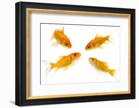 Goldfish Swimming in Water-Herbert Kehrer-Framed Photographic Print