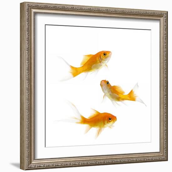 Goldfish Swimming in Water-Herbert Kehrer-Framed Photographic Print