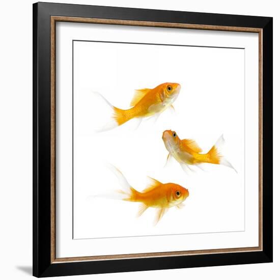 Goldfish Swimming in Water-Herbert Kehrer-Framed Photographic Print