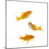 Goldfish Swimming in Water-Herbert Kehrer-Mounted Photographic Print