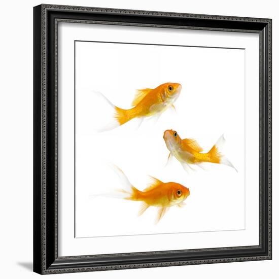 Goldfish Swimming in Water-Herbert Kehrer-Framed Photographic Print