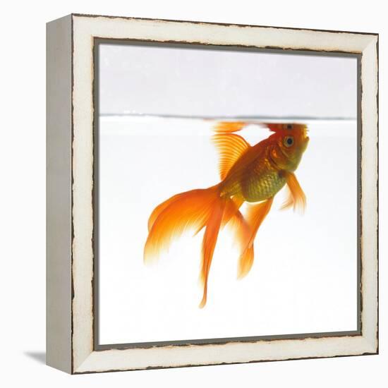 Goldfish Swimming Just Below the Surface of the Water-Mark Mawson-Framed Premier Image Canvas