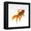 Goldfish Swimming Just Below the Surface of the Water-Mark Mawson-Framed Premier Image Canvas