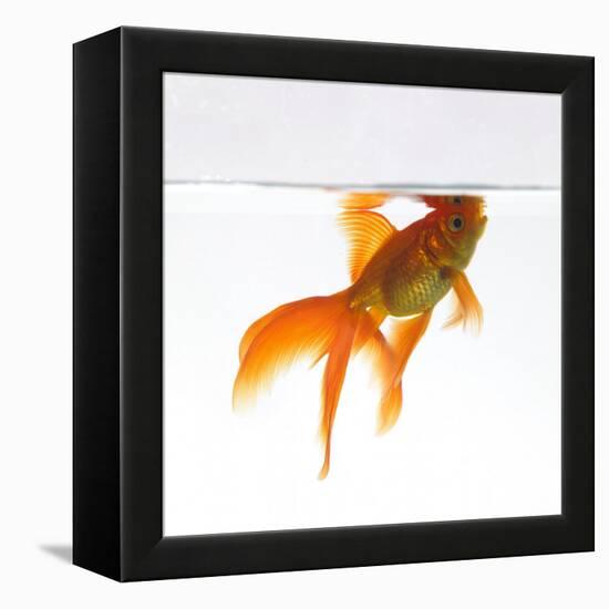 Goldfish Swimming Just Below the Surface of the Water-Mark Mawson-Framed Premier Image Canvas