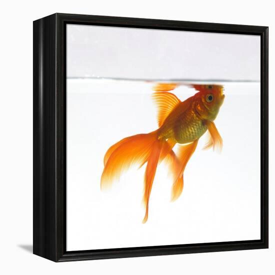 Goldfish Swimming Just Below the Surface of the Water-Mark Mawson-Framed Premier Image Canvas