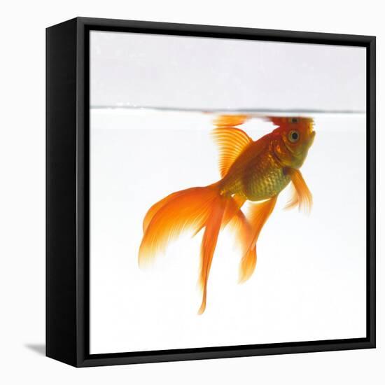 Goldfish Swimming Just Below the Surface of the Water-Mark Mawson-Framed Premier Image Canvas