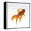 Goldfish Swimming Just Below the Surface of the Water-Mark Mawson-Framed Premier Image Canvas