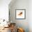 Goldfish Swimming Just Below the Surface of the Water-Mark Mawson-Framed Photographic Print displayed on a wall