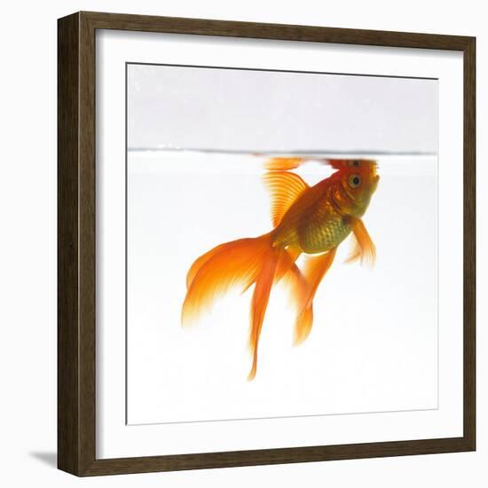 Goldfish Swimming Just Below the Surface of the Water-Mark Mawson-Framed Photographic Print