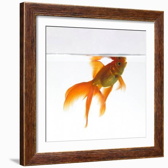 Goldfish Swimming Just Below the Surface of the Water-Mark Mawson-Framed Photographic Print