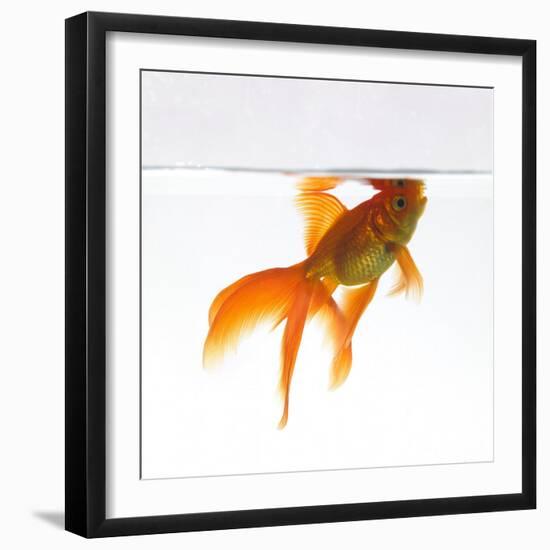 Goldfish Swimming Just Below the Surface of the Water-Mark Mawson-Framed Photographic Print