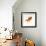 Goldfish Swimming Just Below the Surface of the Water-Mark Mawson-Framed Photographic Print displayed on a wall