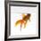 Goldfish Swimming Just Below the Surface of the Water-Mark Mawson-Framed Photographic Print