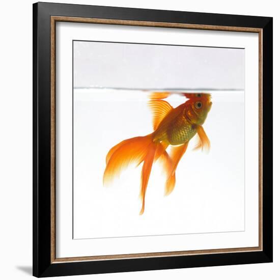 Goldfish Swimming Just Below the Surface of the Water-Mark Mawson-Framed Photographic Print