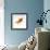 Goldfish Swimming Just Below the Surface of the Water-Mark Mawson-Framed Photographic Print displayed on a wall