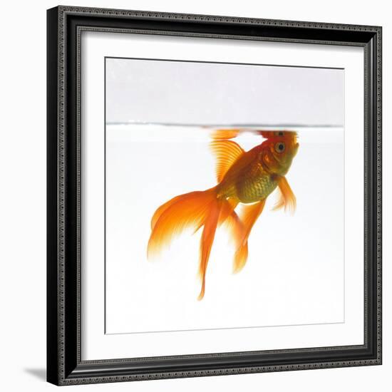 Goldfish Swimming Just Below the Surface of the Water-Mark Mawson-Framed Photographic Print