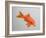 Goldfish, Three Quarter View-null-Framed Photographic Print