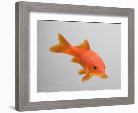 Goldfish, Three Quarter View-null-Framed Photographic Print