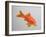 Goldfish, Three Quarter View-null-Framed Photographic Print