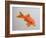 Goldfish, Three Quarter View-null-Framed Photographic Print