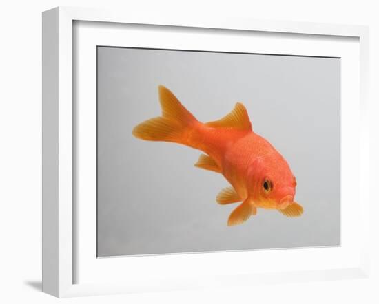 Goldfish, Three Quarter View-null-Framed Photographic Print