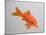 Goldfish, Three Quarter View-null-Mounted Photographic Print