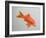 Goldfish, Three Quarter View-null-Framed Photographic Print