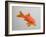 Goldfish, Three Quarter View-null-Framed Photographic Print