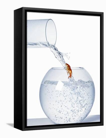 Goldfish Trying to Swim up a Stream of Water-null-Framed Premier Image Canvas